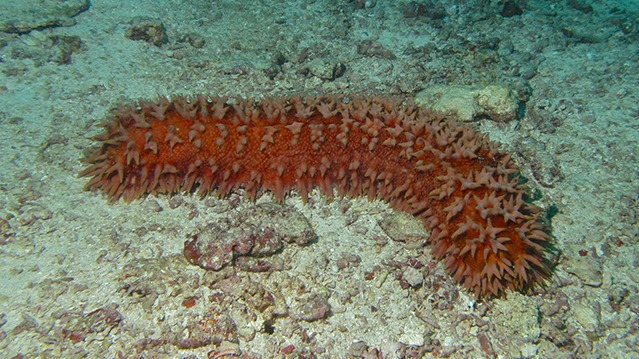 Tropical sea cucumbers,  sea cucumbers, CITES , Barrier Reef sea cucumber fishery, Teatfish , World