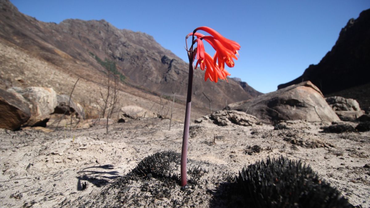 lies beneath Roots, macroscale, ecosystem patterns, World, Afrotemperate