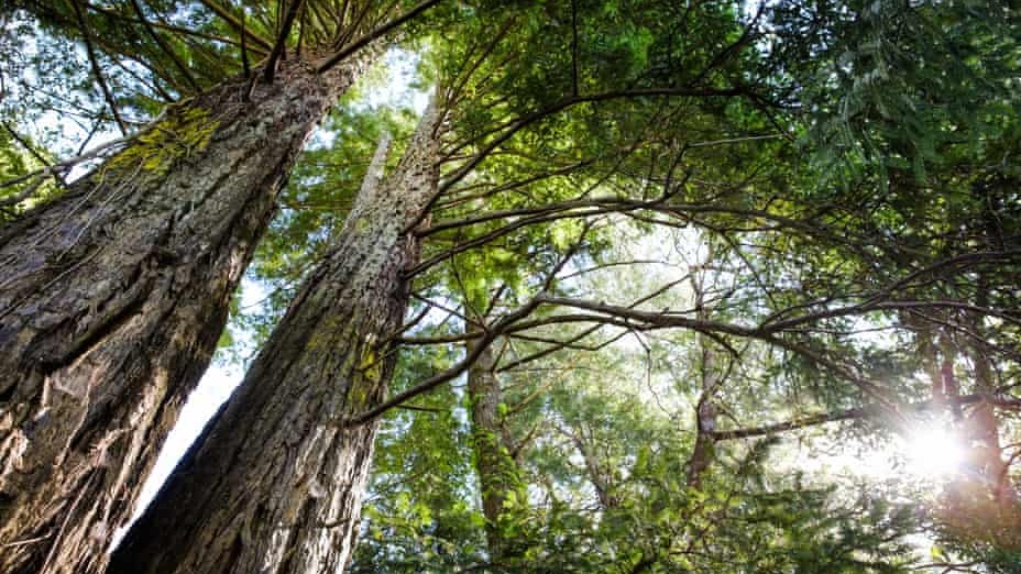 Northeast United States, Hutyra , World, Nature news,  BU College of Arts & Sciences Earth and environment, absorb CO2