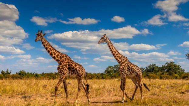 eDNA , World, nature, water, IUCN,  East Coast states