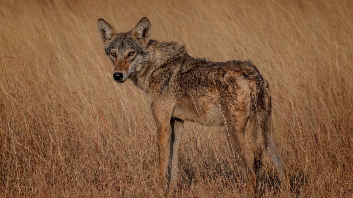 Indian , Canis lupus pallipes,  Indian gray wolf, Wildlife Protection Act of India, World