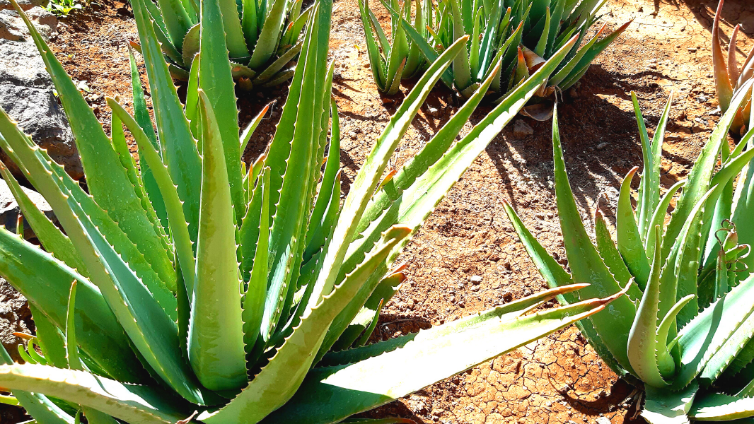 gift from nature ,  treating fungal infections, Health, World, Nature