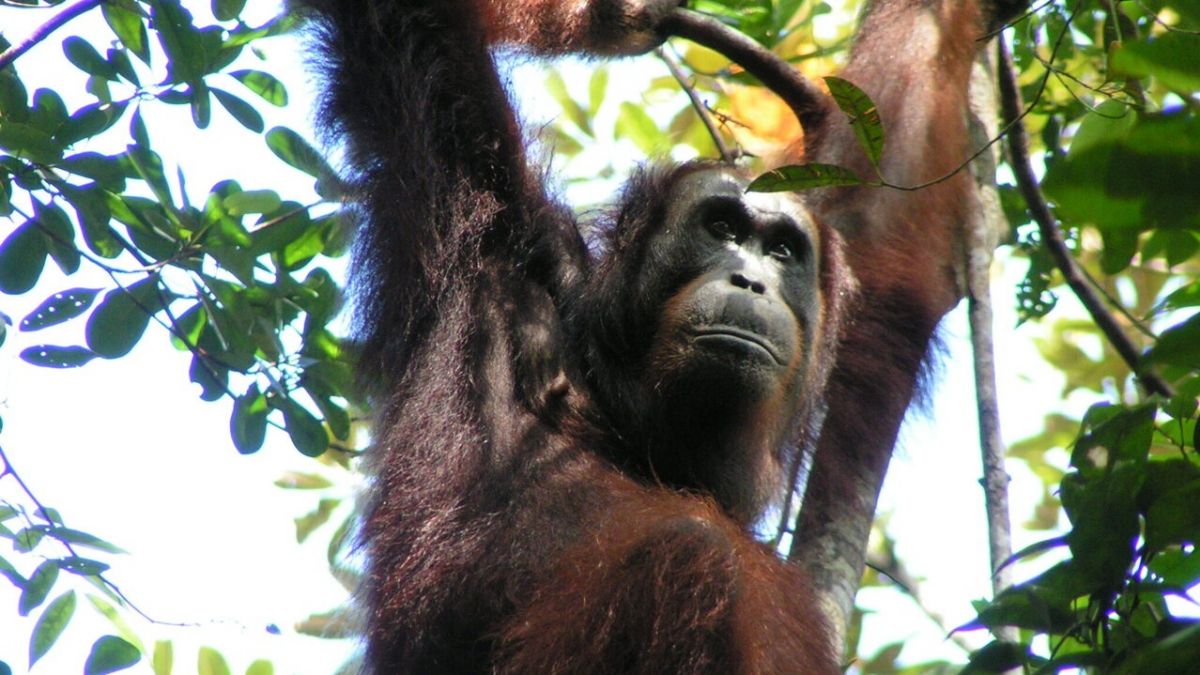 vocabularies, World, orangutan populaces commonly, blendings , Nature Ecology and Evolution