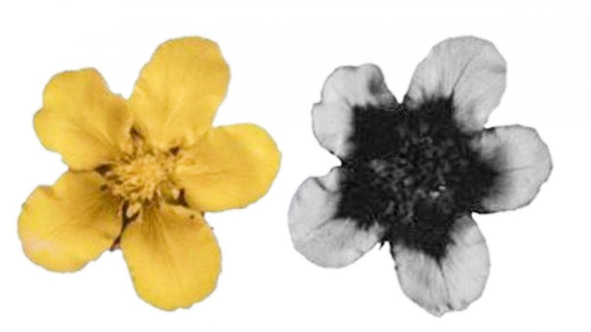 ensure pollination , UV-absorbing chemicals, UV absorption, reflection, world, Clemson University scientist