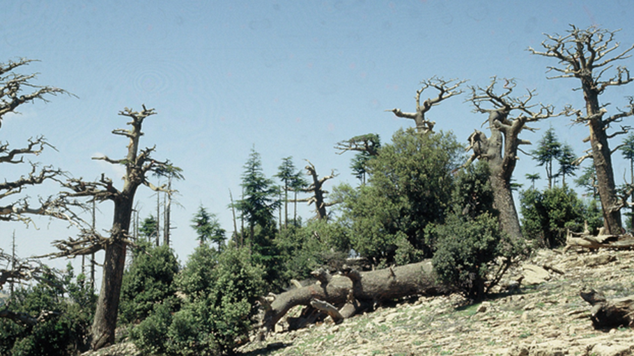 drought for forests, Fahrenheit, Celsius , nature, world, world's forests
