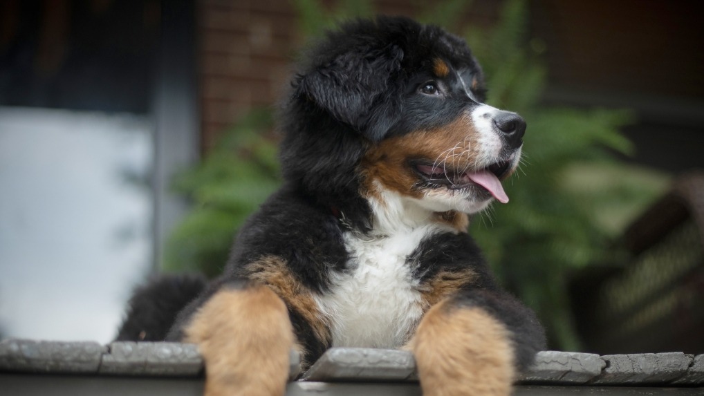 Canadian study,  COVID-19,  The Canadian Press,  SARS-CoV-2,  Prof. Dorothee Bienzle