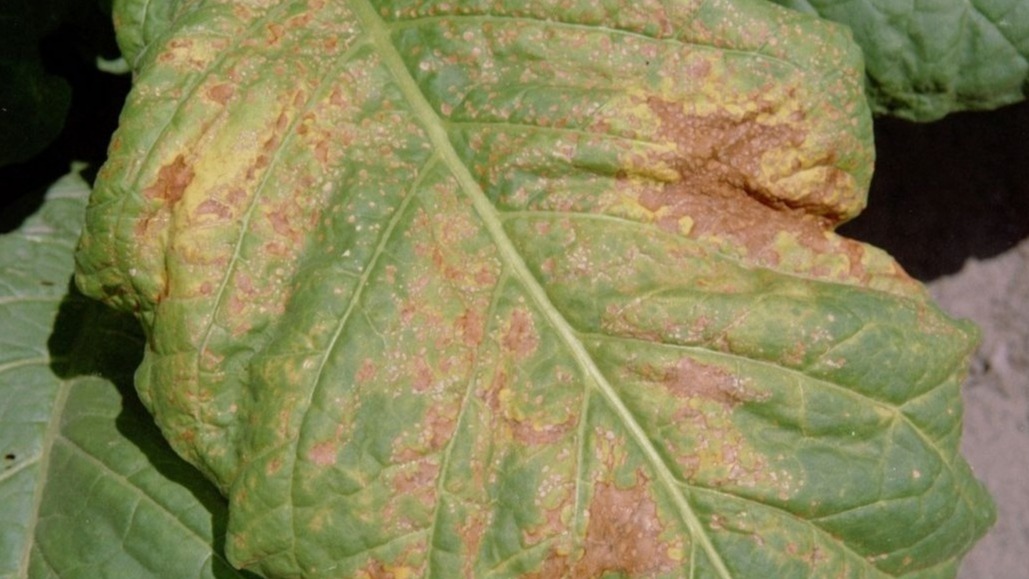 Tobacco Mosaic Virus: The most serious pathogen cause.