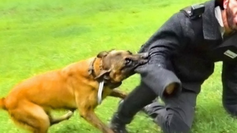 rabies, virus, worldvirus, dangerousvirus, Rhabdoviridae