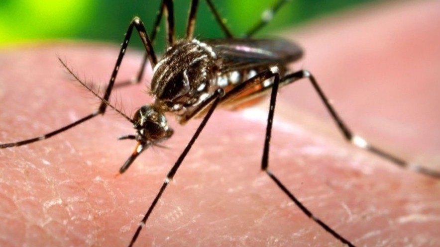 virus, Kunjin Virus, viruses