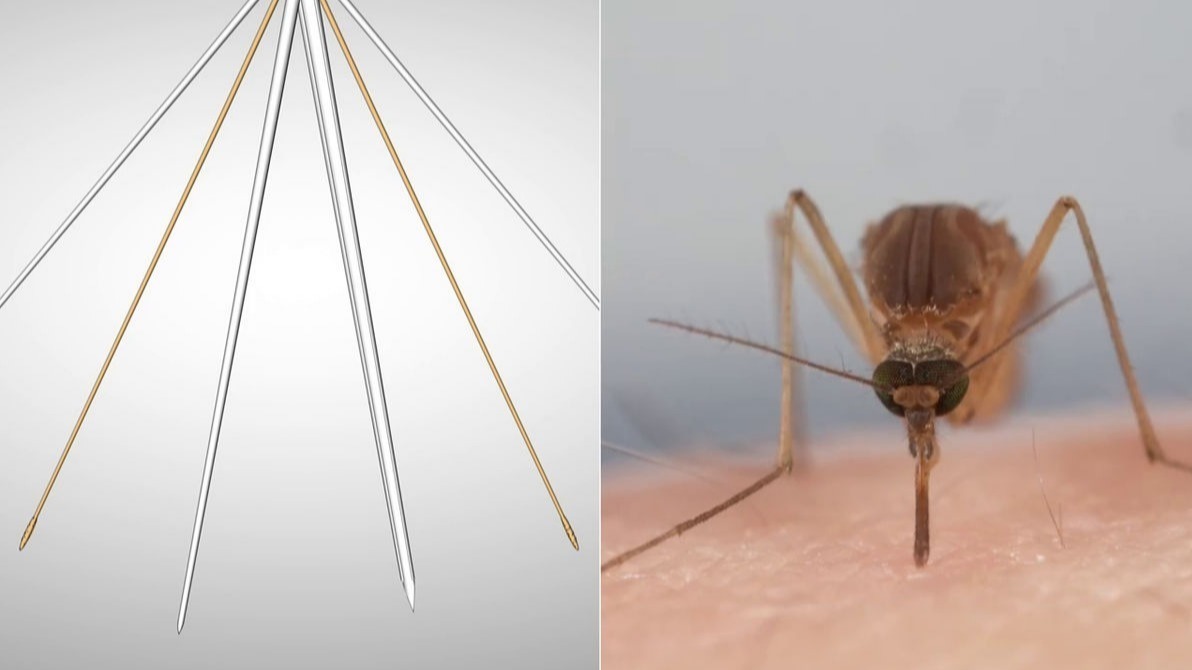ANIMAL, MOSQUITO, Labrum, needle