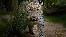 deadly cat leopard enters in resident area dahod gujarat