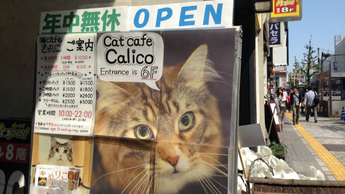 calico cat cafe, japan, World Weirdest Restaurants