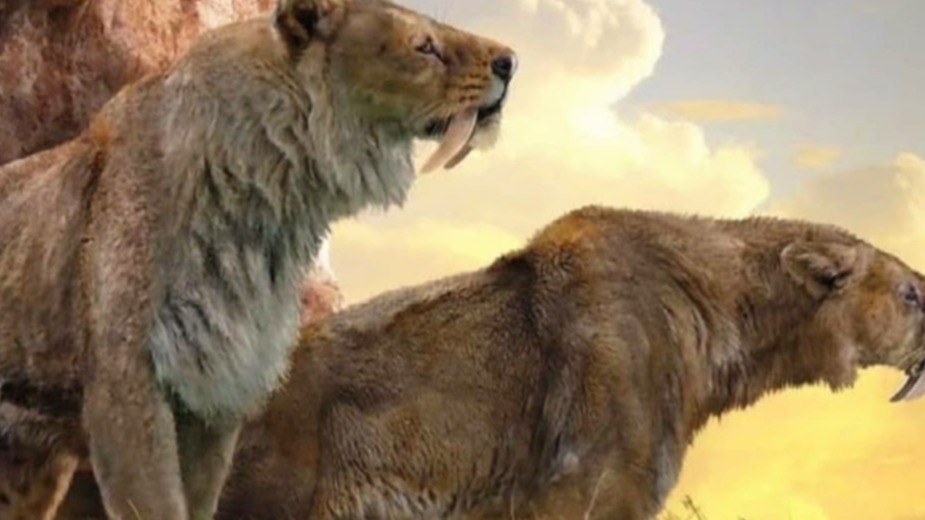 Fossil, Machairodus sabre-toothed cat