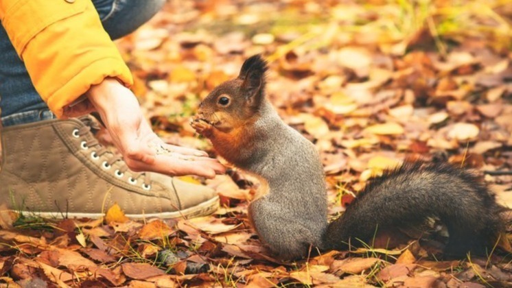 man help squirrel, tiny baby squirrel, baby squirrel, squirrel in park