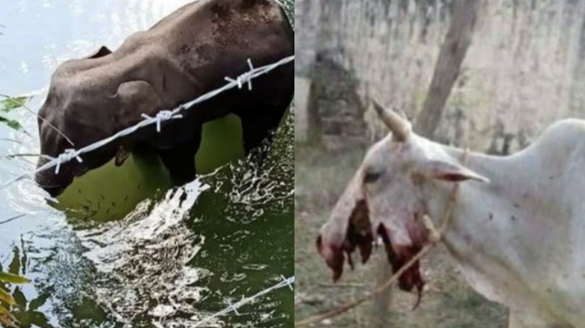 firecrackerr, cow, elephant,  pregnant Elephant, pregnant cow, Kerala Pregnant Elephant, pregnant cow kerala, india, kerala