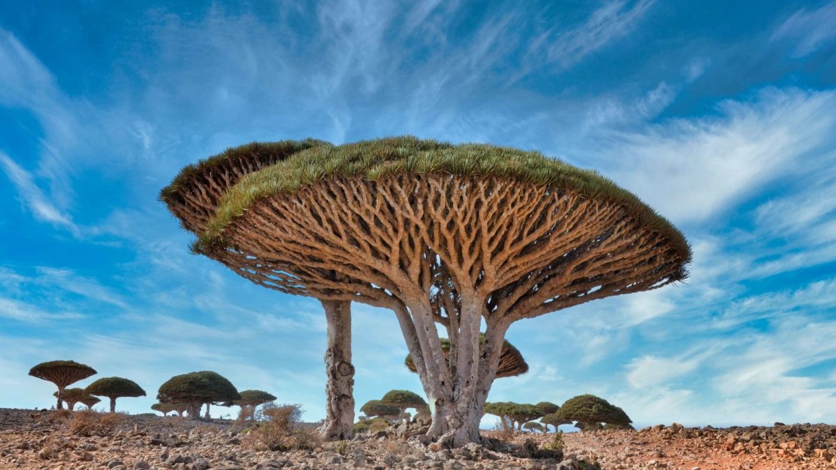 The Dragon Blood tree: The strongest tree in the world.