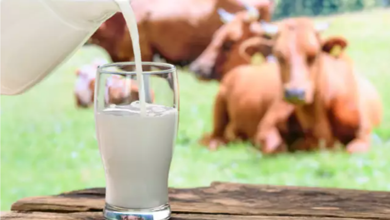 warm milk, amino acids, vitamin D, How milk is beneficial for health?