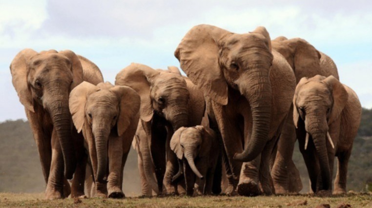 elephant, botswana, Okavango Delta, wildlife, elephants dead, poaching, tusk, trunk, mystery, mysterious death