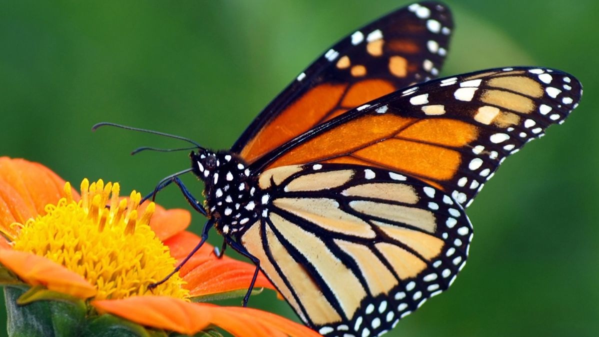 Butterfly species named after Lord of the Rings villain Sauron
