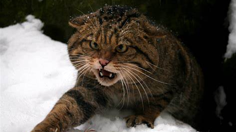 Scotland's wildcat on brink of extinction - research