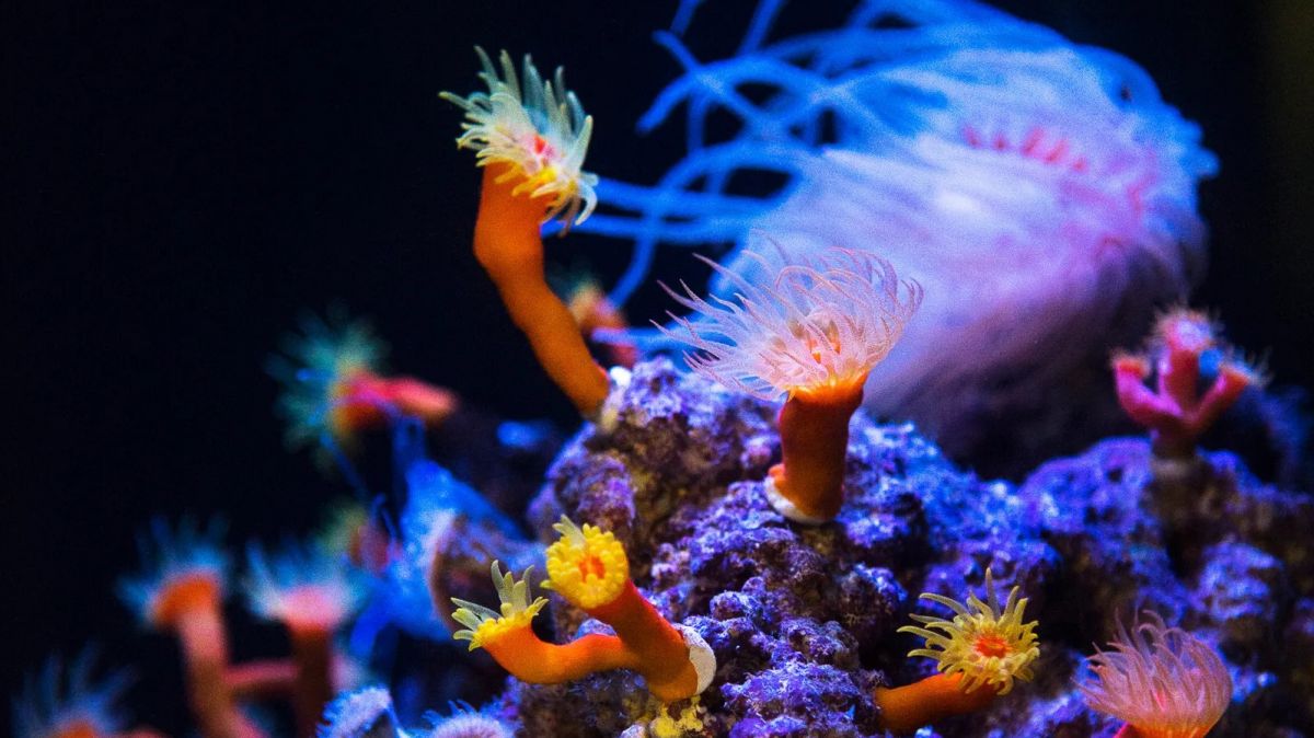 Climate change: life in ocean &lsquo;twilight zone' at risk from warming