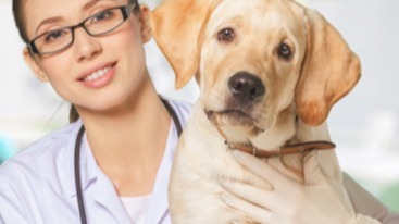 Animal tests for makeup ingredients allowed