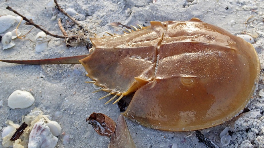 covid19 vaccine,  horseshoe crab,  coronavirus vaccine, key component