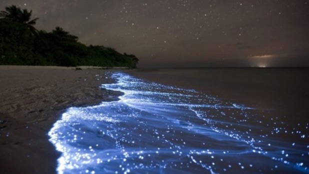 Bioluminescent Plankton, ocean, dragonfish, light, chemical reaction