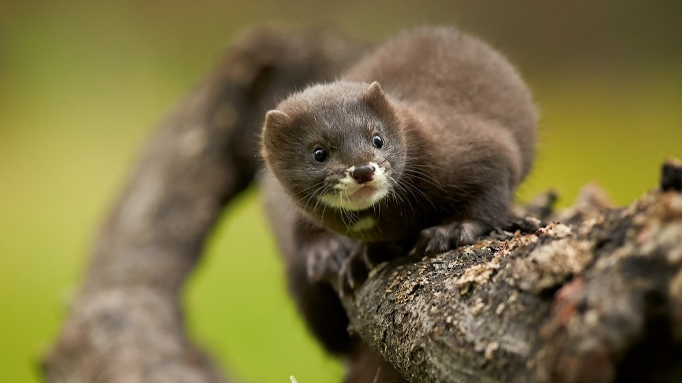 coronavirus, minks, culled,  The World Health Organization, pandemic,  coronavirus hotspots, animal-to-human transmission, Joaquin Olona,  Aragon's minister of agriculture, spain