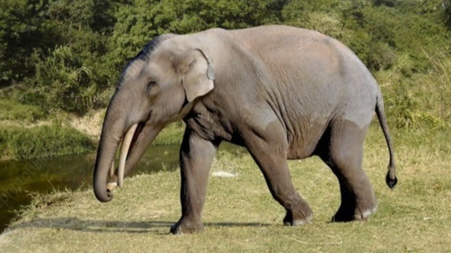 Gemphotherium, North America, elephants, Gomphotherium Elephant, wildlife, mammal, unique, tusks