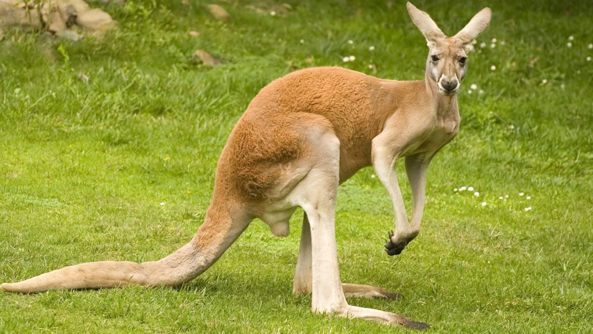 Kangaroo, wallabies, wallaroo, Kangaroo the family of Macropodidae origin to Australia., northeastern Queensland