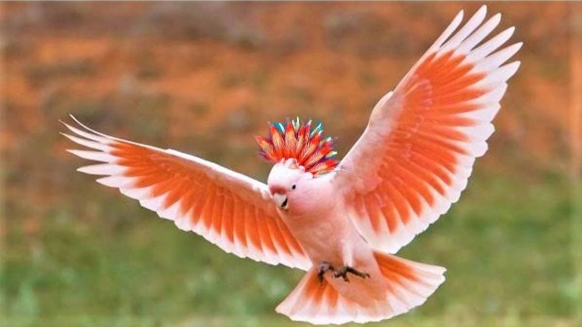 Mitchell's Cockatoo: Colour In Pink Cockatoo In Australia.
