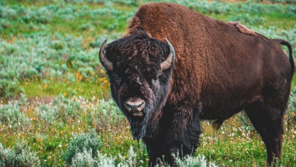 Yellowstone,  Yellowstone National Park, bison, the lady, Play lifeless,  play lifeless,  Theodore Roosevelt National Park, Yellowstone bison biologist