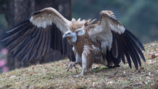 Himalayan Griffon And Vulture Both Are Vultures Native To Himalayan