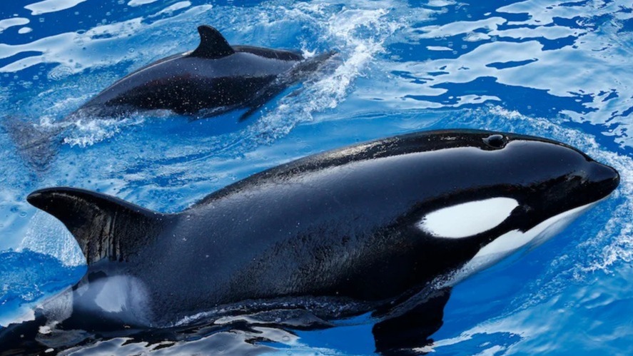 Tahlequah, calf, Tahlequah is pregnant once more, whales, John Durban,  orca, pregnant,  dead calf 17 days, world news, global news