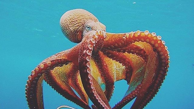 Octopus Is The Largest Genus Of Octopuses Over The World's Oceans.