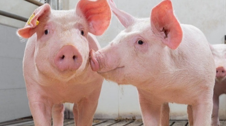 Pigs, Scientist, Disease-Resistant Pigs