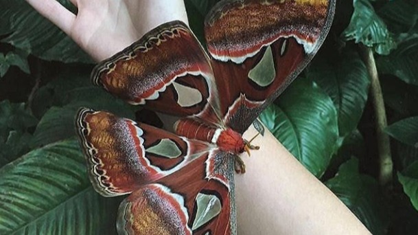 Attacus atlas