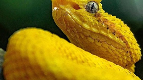 Bothriechis schlegelii, Most Popular Of The Green Palm-Pitvipers (Genus Bothriechis).