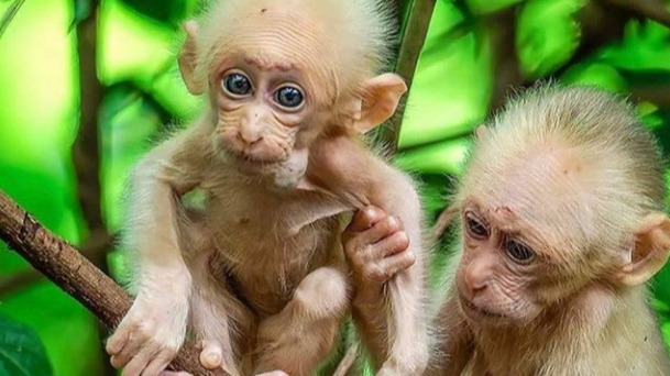 Catarrhini, baboons, Monkeys, eosimiidea