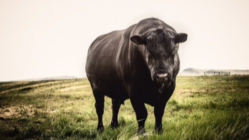 Beef, Animal, bull calf