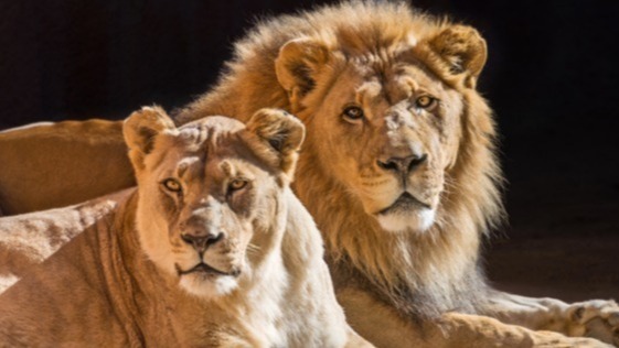 Hubert And Kalisa,  Long-Term African Lion Accomplices At The L.A. Zoo Are Euthanized., Hubert And Kalisa Long-Term African Lion Accomplices At The L.A. Zoo, African lions, Woodland Park Zoo, Chicago's Lincoln Park Zoo
