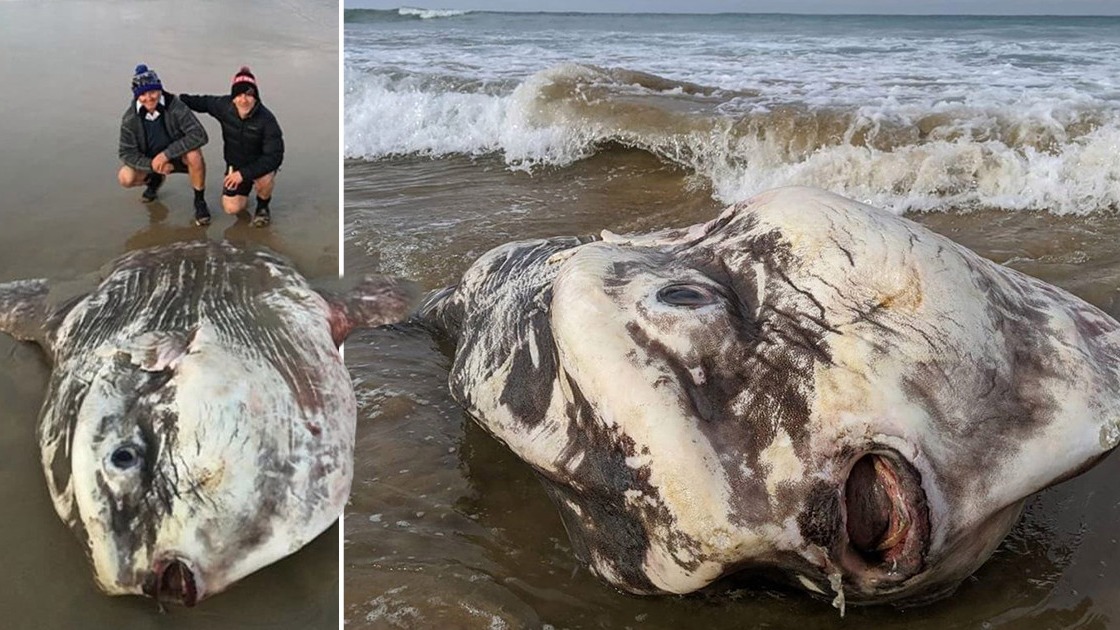 Kennett River , Ocean Sunfish.