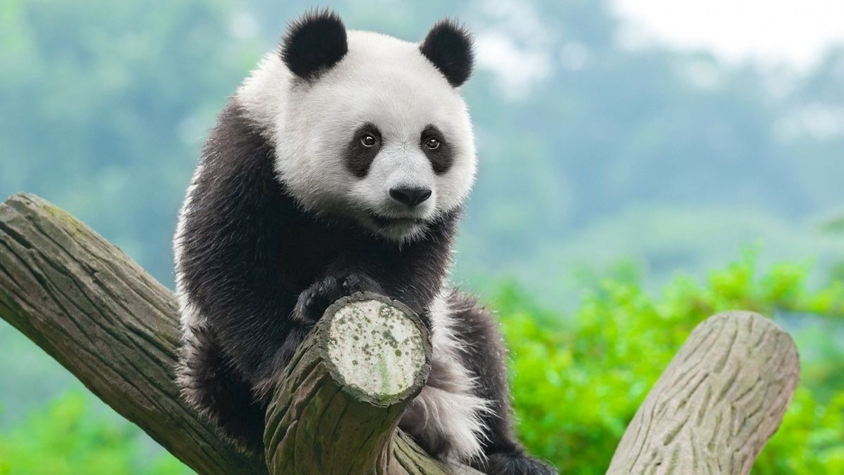 China: Saves Gaint Panda, Protection Endeavours Disregarded Different  Species.