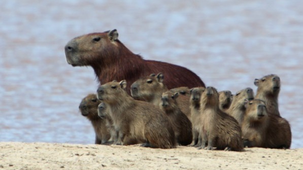 Josephoartigasia monesi, america, north america