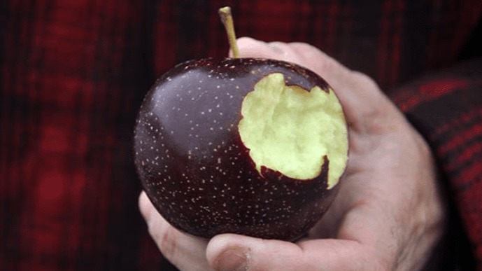 Black Diamond Apple Identity As A Chinese Sweet
