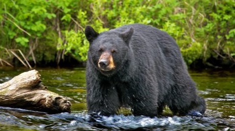 Chipinque Ecological Park, male mountain bear weighing 96kg, the amicable bear