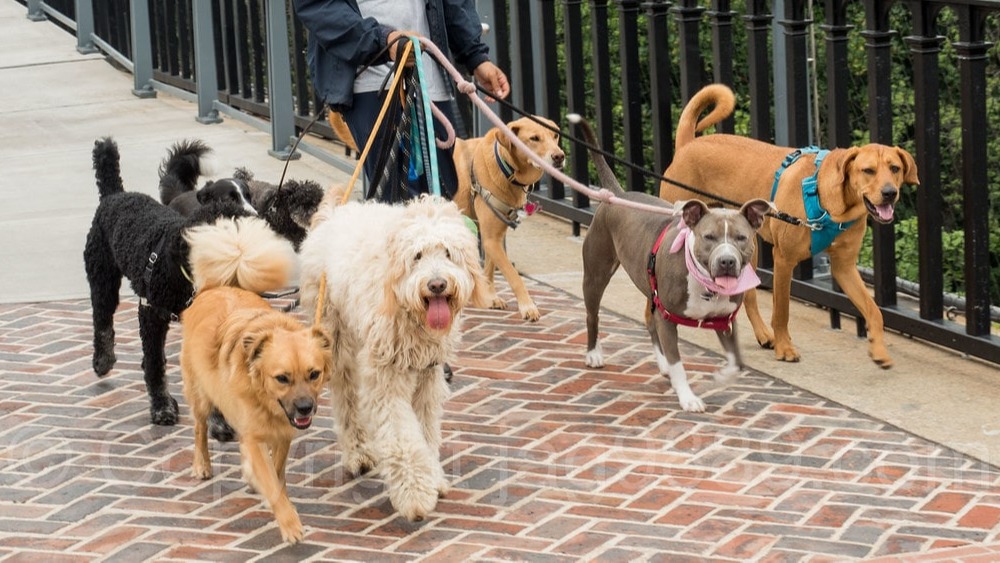 UK Reporter, Netizens, Mixes Up 'Dog Walkers' And 'Joggers' , doggers, not doggers, Greenwich Park in London, global news, Carol Kirkwood
