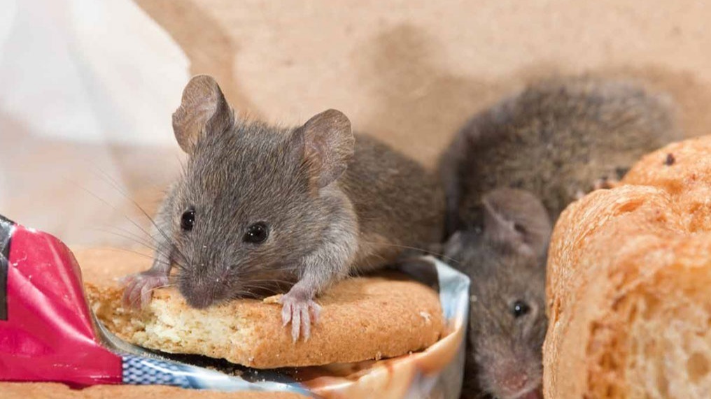 Lassa fever, disease, rat, symptomatic,  rats