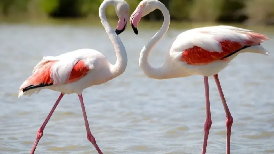 flamingos,  six types of flamingos, Shrimplike shellfish, East Africa',  webbed feet